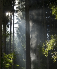 Dampfender Herbstwald im Sonnenschein
