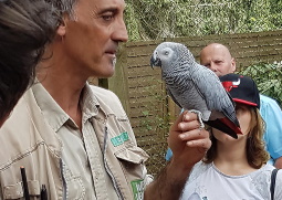 Vogelpark: Graupapagei Babbel kann Pümpel und pupst